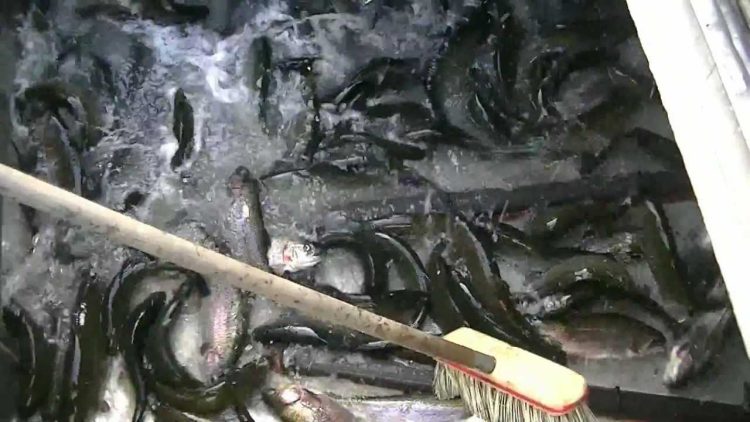 THOUSANDS OF TASTY PINK MEAT SIERRA BOWS STOCKED & MONSTER SUPERTROUT !! – 3/29/12