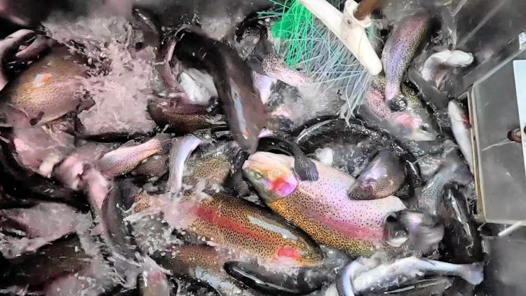 1/12/23 STOCKING BIG TROUT & THOUSANDS OF SIERRA BOWS AT SANTA ANA RIVER LAKES