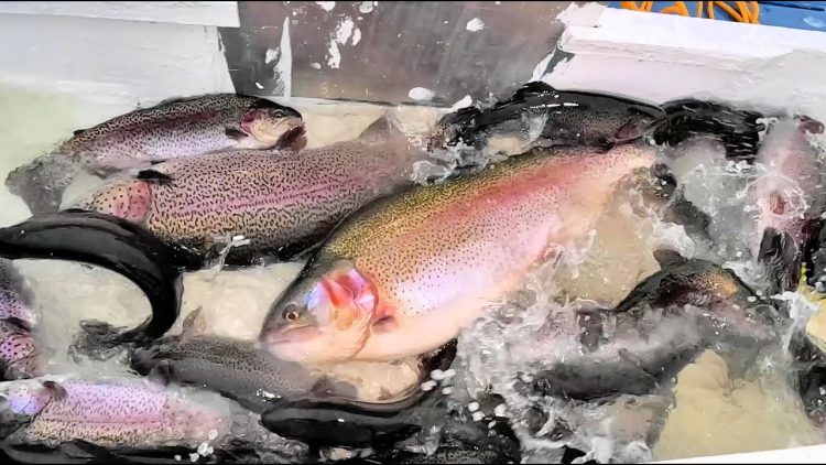 1/5/23 STOCKING SUPER TROUT & SIERRA BOWS AT SANTA ANA RIVER LAKES