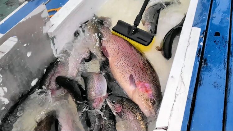 4/13/23 STOCKING HUGE TROUT & SIERRA BOWS AT SANTA ANA RIVER LAKES