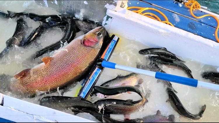 4/20/23 STOCKING SUPER TROUT & SIERRA BOWS AT SANTA ANA RIVER LAKES