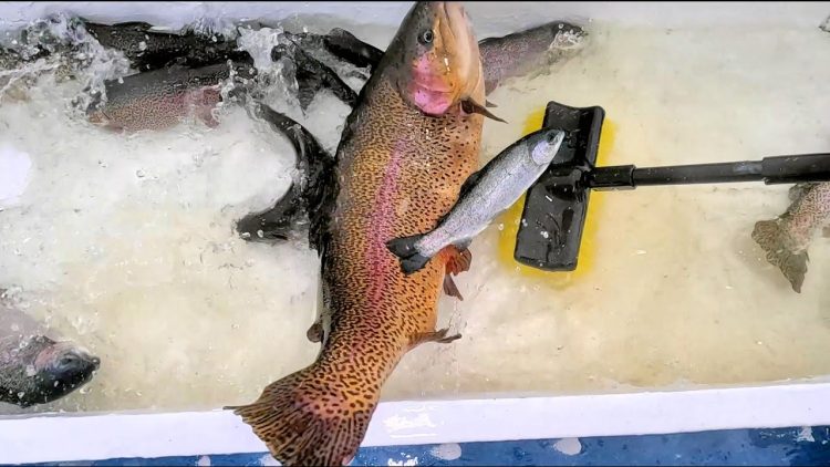 4/27/23 STOCKING HUGE TROUT & SIERRA BOWS AT SANTA ANA RIVER LAKES