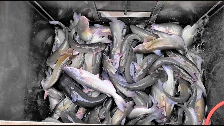 5/18/23 FIRST STOCKING OF CATFISH FOR THE SEASON AT SANTA ANA RIVER LAKES