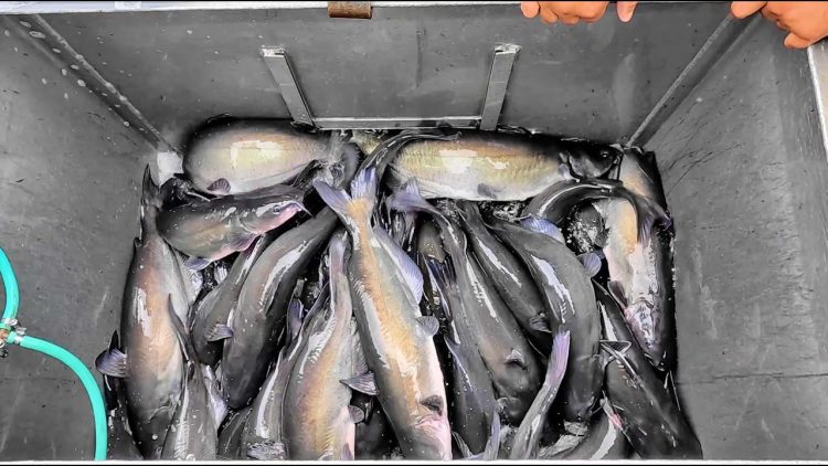 5/25/23 DOUBLE STOCKING – 2 TRUCKS – THOUSANDS STOCKED! ALL BIG CATFISH & TASTY IMPERIAL CATFISH