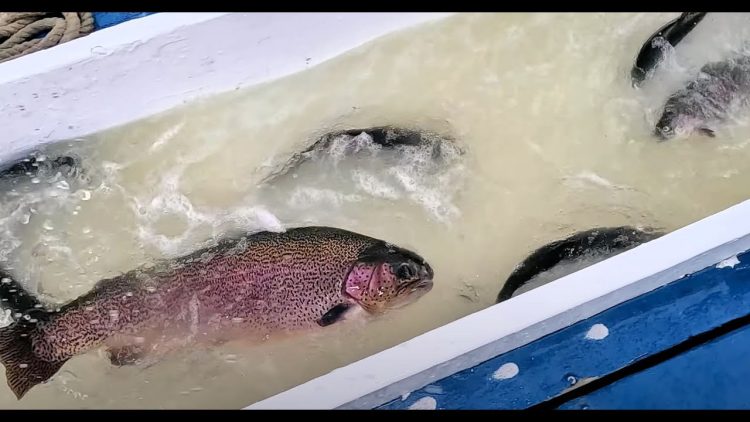 5/4/23 STOCKING BIG TROUT & SIERRA BOWS AT SANTA ANA RIVER LAKES