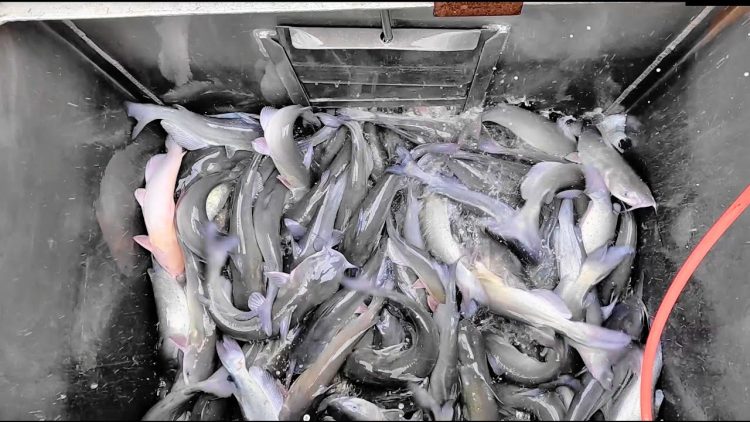6/1/23 STOCKING IMPERIAL SILVER CHANNEL CATFISH AT SANTA ANA RIVER LAKES