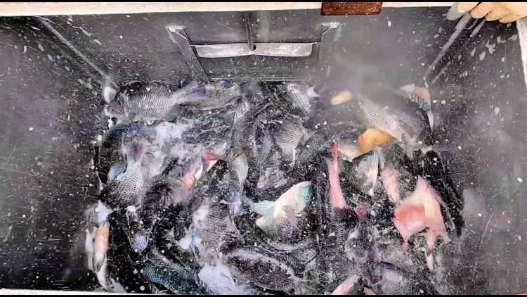6/8/23 STOCKING CATFISH & BIG TILAPIA AT SANTA ANA RIVER LAKES