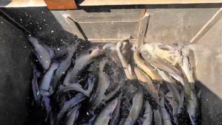 9/14/23 STOCKING IMPERIAL CATFISH AT SANTA ANA RIVER LAKES