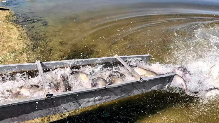 9/7/23 STOCKING IMPERIAL “SILVER” CHANNEL CATFISH AT SANTA ANA RIVER LAKES