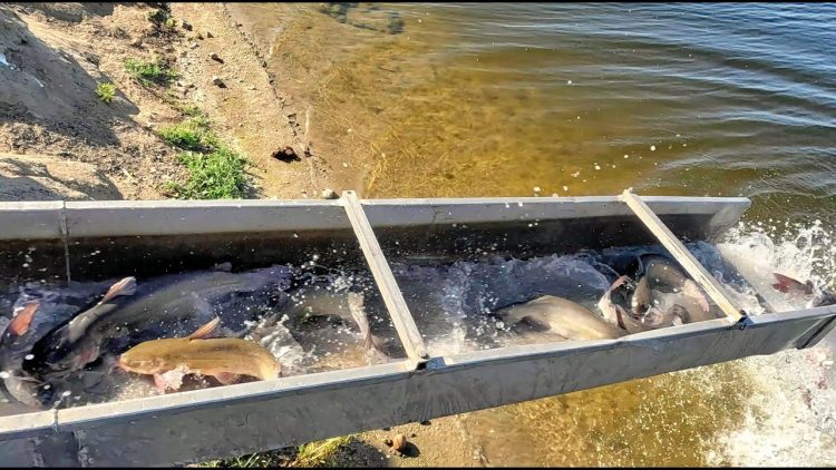 10/12/23 STOCKING IMPERIAL CATFISH AT SANTA ANA RIVER LAKES