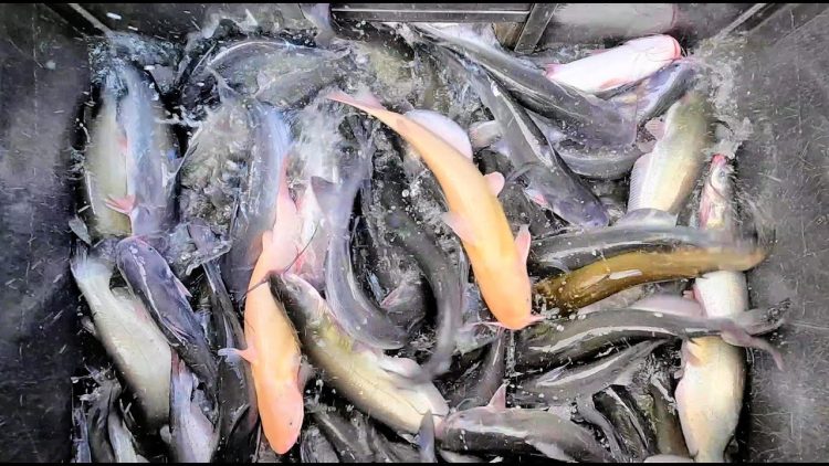 10/26/23 STOCKING NICE SIZED IMPERIAL CATFISH AT SANTA ANA RIVER LAKES