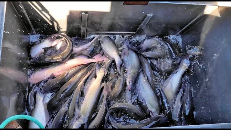 10/5/23 STOCKING BIG & “SILVER” CHANNEL IMPERIAL CATFISH AT SANTA ANA RIVER LAKES