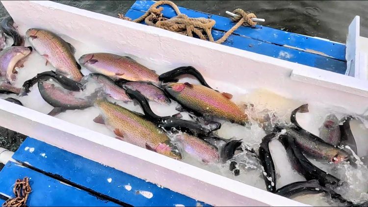 11/16/23 TRAIN OF TROPHY TROUT – STOCKING BIG TROUT & SIERRABOWS AT SANTA ANA RIVER LAKES