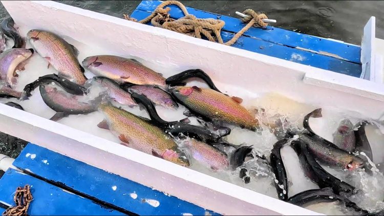 11/16/23 TRAIN OF TROPHY TROUT – STOCKING BIG TROUT & SIERRABOWS AT SANTA ANA RIVER LAKES