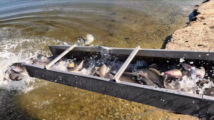 11/2/23 THE LAST CATFISH STOCKING OF THE SEASON AT SANTA ANA RIVER LAKES