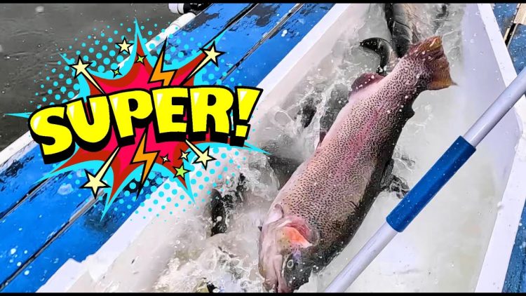 11/30/23 SUPER STOCKING – HUGE TROUT & THOUSANDS OF SIERRABOWS AT SANTA ANA RIVER LAKES