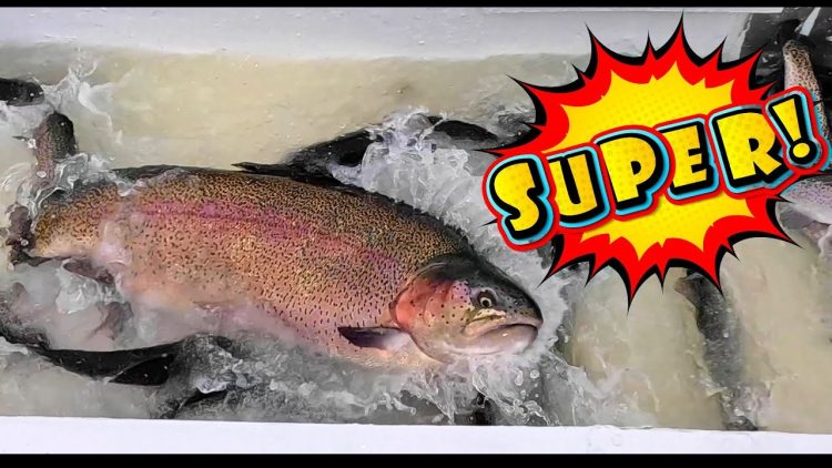 12/28/23 STOCKING SUPER TROUT, SIERRABOWS, TROPHY TROUT & IMPERIAL CATFISH