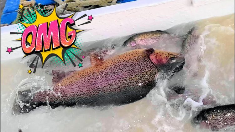 1/4/24 STOCKING HUGE TROUT & THOUSANDS OF SIERRABOWS AT SANTA ANA RIVER LAKES