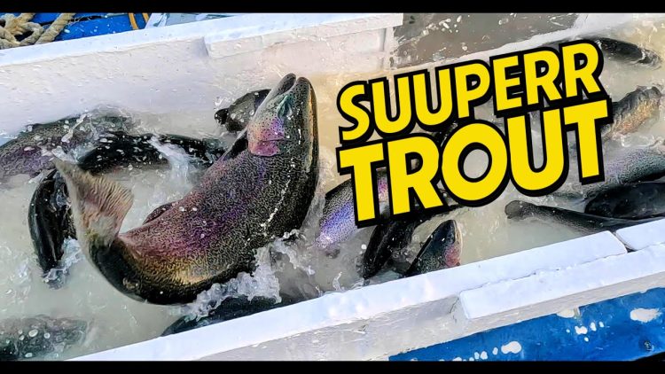 2/22/24 STOCKING 15 to 20 POUND SUPER TROUT, SIERRABOWS & BIG RAINBOWS AT SANTA ANA RIVER LAKES