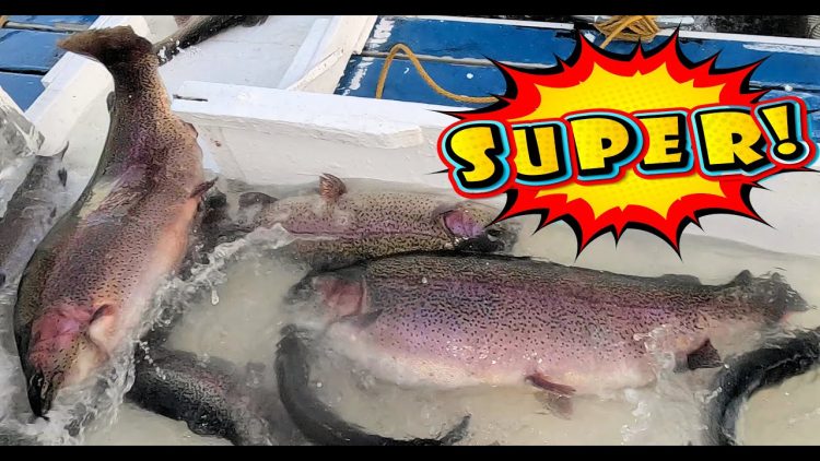 2/8/24 SUPER STOCKING OF SUPER TROUT, BIG TROUT & THOUSANDS OF SIERRABOWS AT SANTA ANA RIVER LAKES