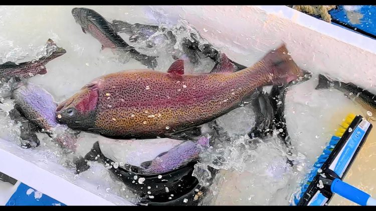 3/14/24 HUGE TROUT STOCKING AT SANTA ANA RIVER LAKES