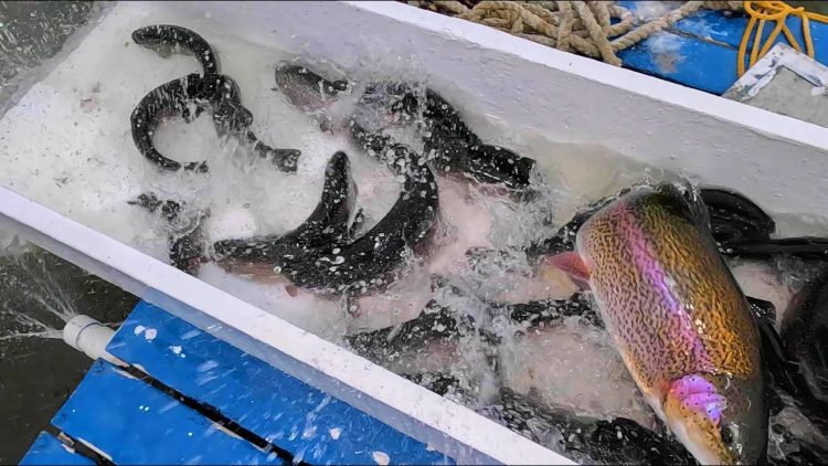 3/21/24 STOCKING THOUSANDS OF SIERRABOWS & BIG TROUT AT SANTA ANA RIVER LAKES