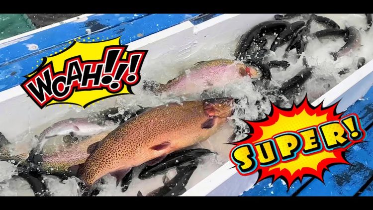 3/28/24 STOCKING SUPER TROUT, SIERRABOWS & TROPHY TROUT AT SANTA ANA RIVER LAKES