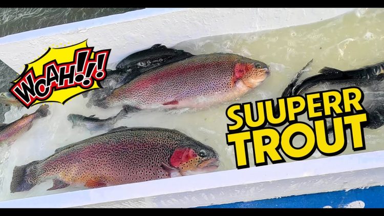 3/7/24 STOCKING HUGE 20+ POUND SUPER TROUT & BIG SIERRABOWS AT AT SANTA ANA RIVER LAKES