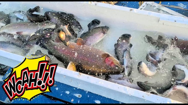 4/11/24 STOCKING SUPER TROUT, SIERRABOWS & TROPHY TROUT AT SANTA ANA RIVER LAKES