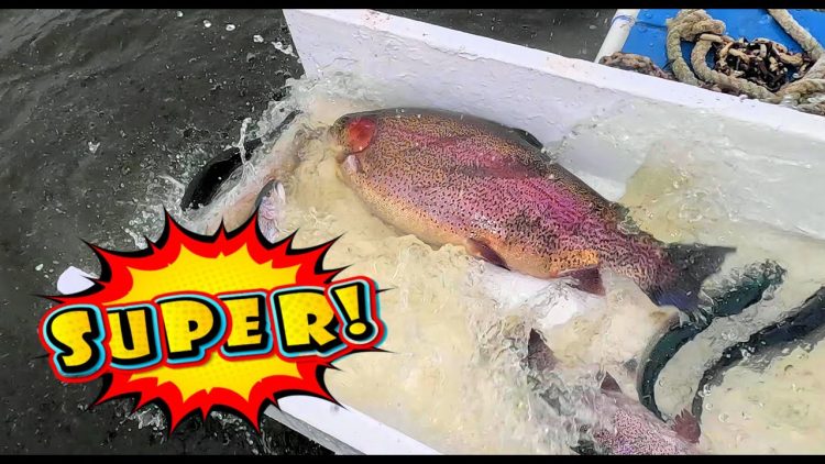 4/18/24 STOCKING HUGE 20+ POUND SUPER TROUT, SIERRABOWS & TROPHY TROUT AT SANTA ANA RIVER LAKES