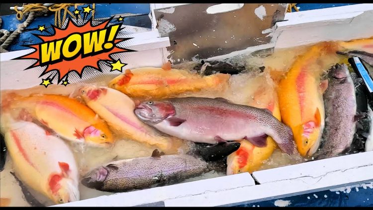 4/4/24 MASSIVE STOCKING OF HUGE ⚡️LIGHTNING⚡️ TROUT & SUPER TROUT AT SANTA ANA RIVER LAKES