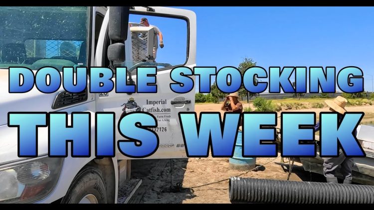 6/13/24 DOUBLE THIS WEEK – 1ST OF 2 TRUCKS – STOCKING IMPERIAL CATFISH AT SANTA ANA RIVER LAKES