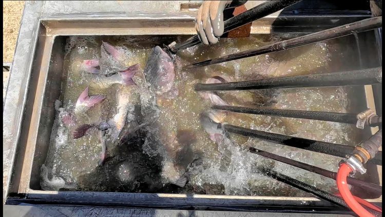 6/20/24 STOCKING BIG CATFISH & TILAPIA AT SANTA ANA RIVER LAKES