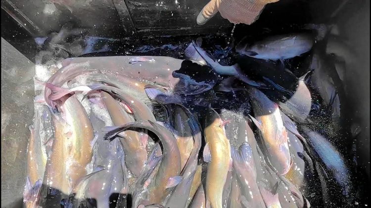 6/27/24 STOCKING BIG IMPERIAL CATFISH AT SANTA ANA RIVER LAKES
