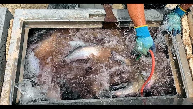 7/11/24 STOCKING IMPERIAL CATFISH AT SANTA ANA RIVER LAKES