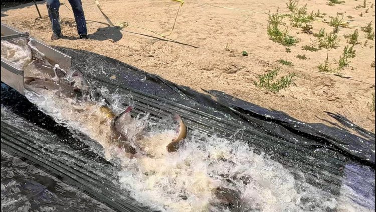 7/25/24 STOCKING BIG IMPERIAL CATFISH AT SANTA ANA RIVER LAKES