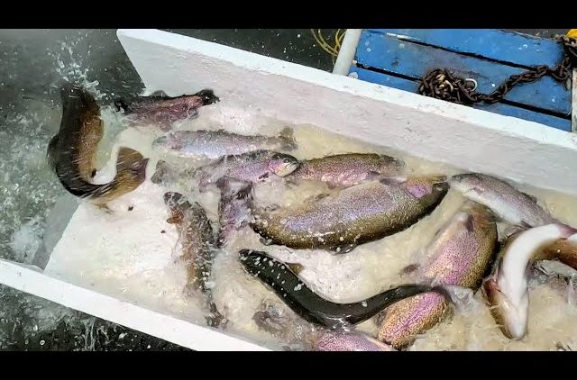 12/31/24 HUGE STOCKING OF BIG TROUT & SIERRA BOWS AT SANTA ANA RIVER LAKES