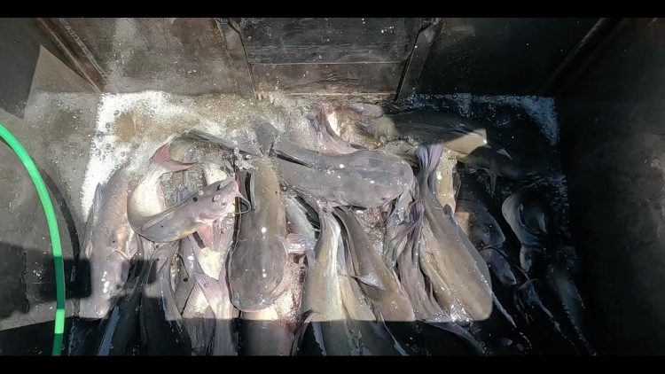5/1/25 HEAVY STOCKING OF BIG & TASTY IMPERIAL CATFISH AT SANTA ANA RIVER LAKES
