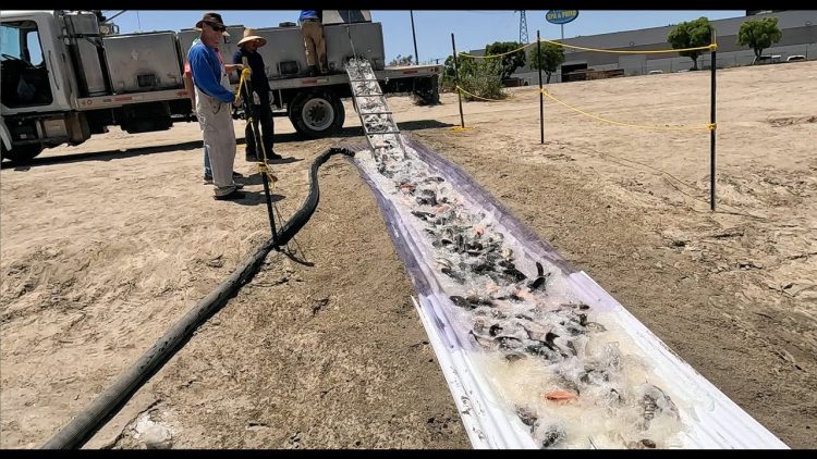 5/15/25 STOCKING THOUSANDS OF TILAPIA & IMPERIAL CATFISH AT SANTA ANA RIVER LAKES