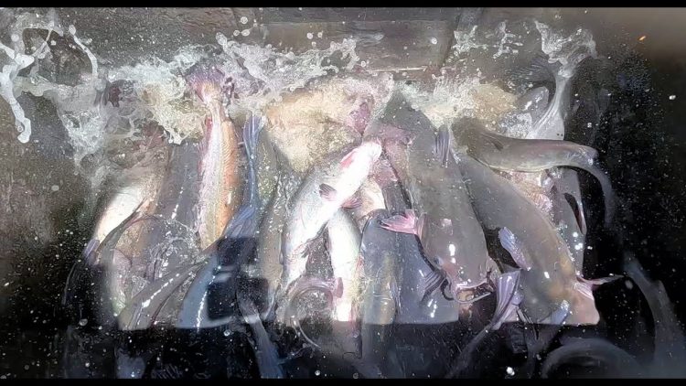 5/22/25 DOUBLE STOCKING THIS WEEK – BIG IMPERIAL CATFISH AT SANTA ANA RIVER LAKES