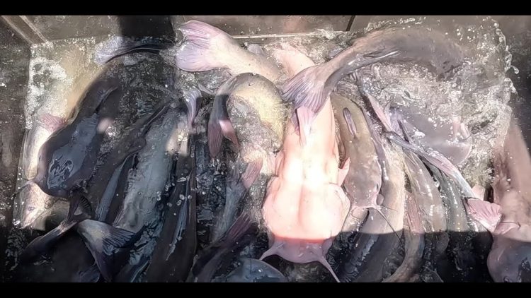 5/29/25 STOCKING BIG IMPERIAL CATFISH & TILAPIA AT SANTA ANA RIVER LAKES