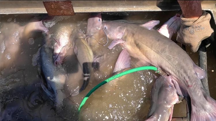 5/8/25 HUGE STOCKING OF BIG IMPERIAL CATFISH AT SANTA ANA RIVER LAKES
