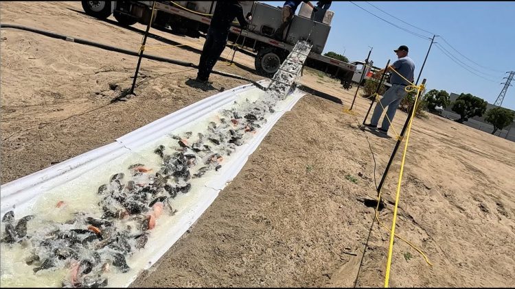 6/12/25 STOCKING THOUSANDS OF TILAPIA & BIG IMPERIAL CATFISH AT SANTA ANA RIVER LAKES