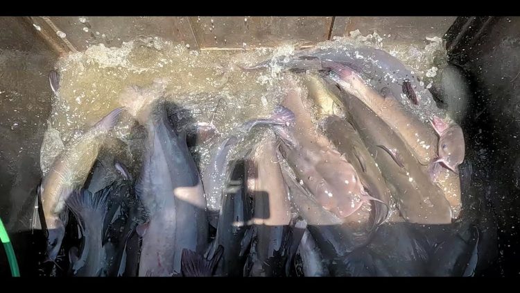 6/5/25 HEAVY STOCKING OF TASTY IMPERIAL CATFISH AT SANTA ANA RIVER LAKES
